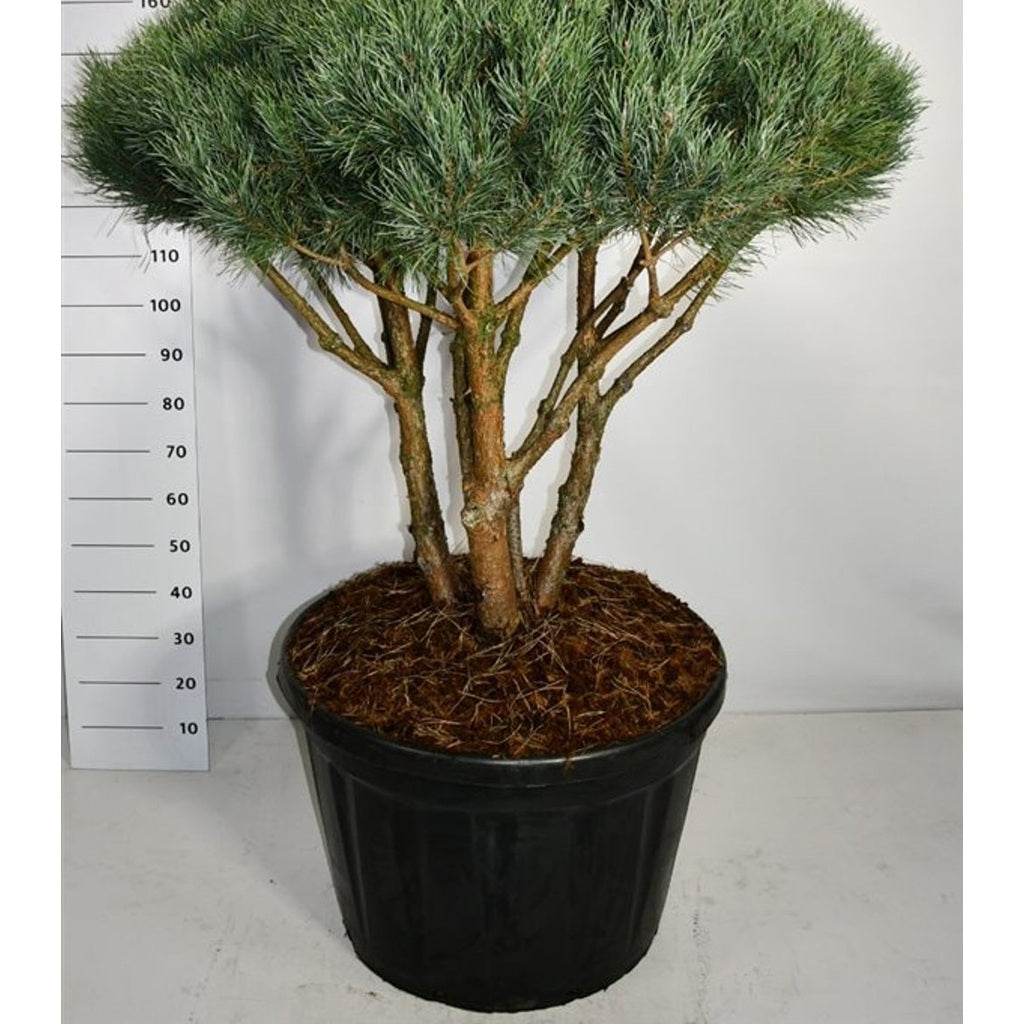 Tall – Pinus sylvestris 'Watereri' - C180 100-125 cm. Parasol